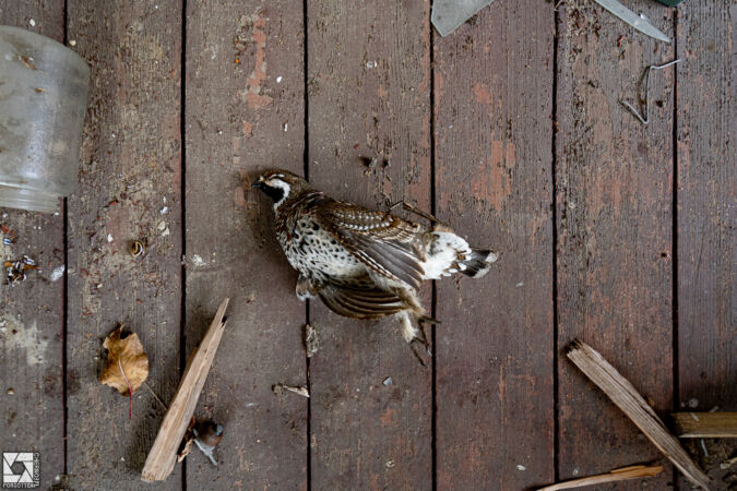 Zymovyshche Village in the Chernobyl Zone